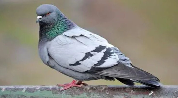 Wire Mesh Fencing For Pigeon Control