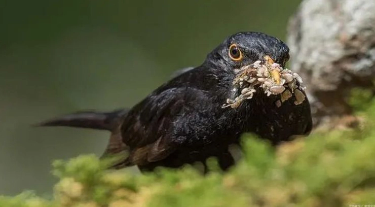 Wire Mesh Fencing for Starling Control