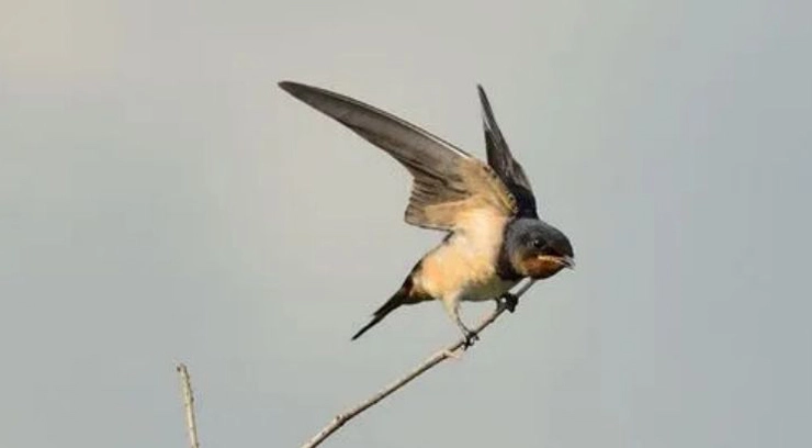 Wire Mesh Fencing for Swallow Control