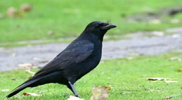 Wire Mesh Fencing for Raven Control