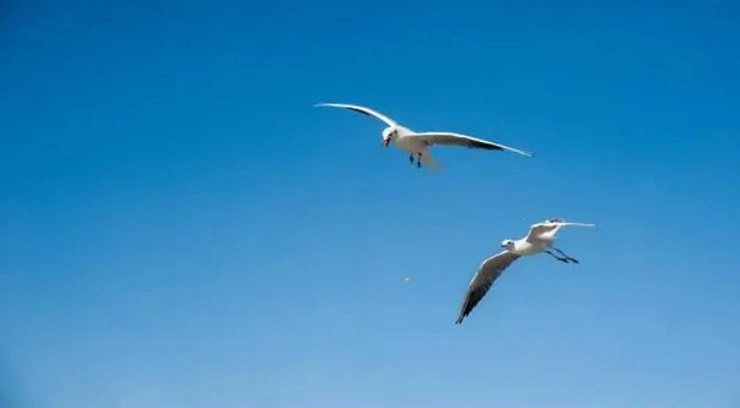 Wire Mesh Fencing for Seagull Control