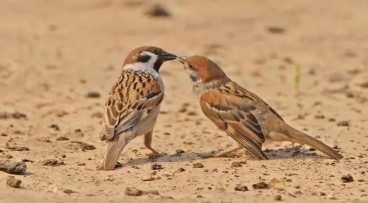 Wire Mesh Fencing for Sparrow Control