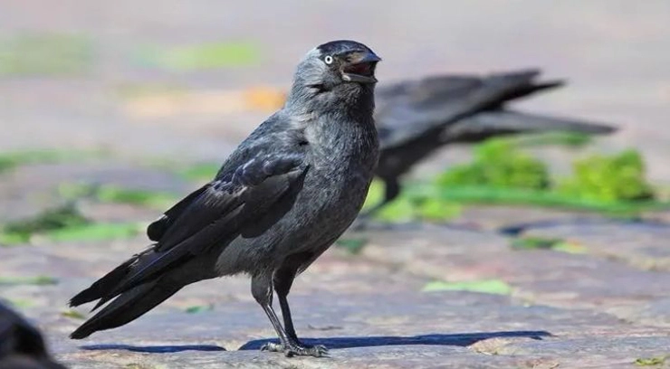 Wire Mesh Fencing for Crow Control