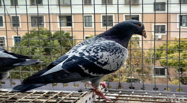 Wire Mesh Fencing for Grackle Control