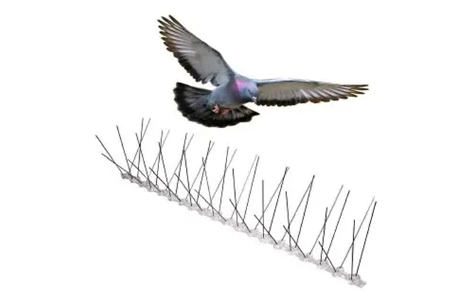 Bird Spikes